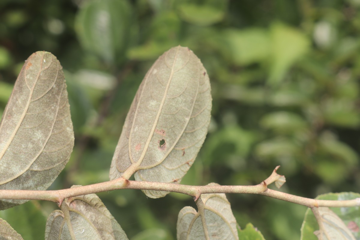 Ziziphus xylopyrus (Retz.) Willd.